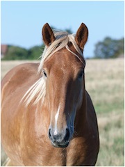 Suffolk Punch